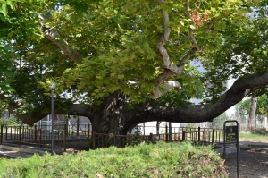 Güzelçamlı&#039;nın 203 yıllık anıt ağacı (dişbudak ağacı)
