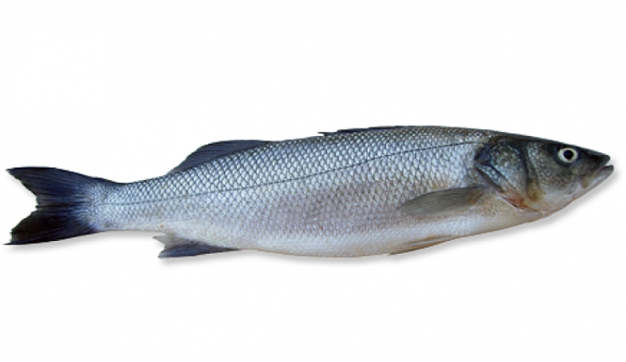 Millipark Balıkları